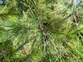 Foliage of Crimean Pine Pinus Nigra Pallasiana