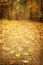 Foliage on Defocused background of Autmn Forest