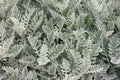 Dusty Miller plant Senecio cineraria, Silver dust , background Royalty Free Stock Photo