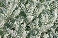 Foliage of Dusty Miller plant Senecio cineraria, Silver dust on sunny day Royalty Free Stock Photo