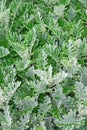 Foliage of Dusty Miller plant  Silver dust . Vegetative background Royalty Free Stock Photo
