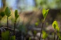 Foliage emerging under bright sunlight in springtime