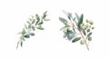 foliage eucalyptus leave water color vector Royalty Free Stock Photo