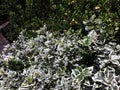 Foliage of Euonymus Fortunei Gracilis in the garden. Royalty Free Stock Photo