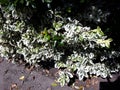 Foliage of Euonymus Fortunei Gracilis in the garden. Royalty Free Stock Photo