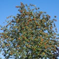 Foliage of European rowan tree - Sorbus aucuparia - with lots of orange red berries.