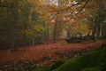 Foliage in the famous forest of Canfaito in autumn season, Marche, Italy