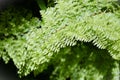 The foliage of the fern Nephrolepis exaltata cv