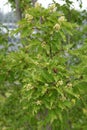 Foliage and flowers of an Acer tataricum (Tartarian maple)
