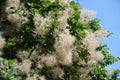 Foliage and flowers of European smoketree against blue sky in June