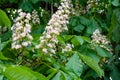 Foliage and flowers of Horse chestnut, Aesculus hippocastanum, Conker tree