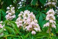 Foliage and flowers of Horse chestnut, Aesculus hippocastanum, Conker tree