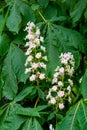 Foliage and flowers of Horse chestnut, Aesculus hippocastanum, Conker tree