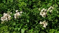 Foliage and flowers of Rosa multiflora. Royalty Free Stock Photo