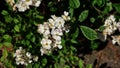 Foliage and flowers of Rosa multiflora. Royalty Free Stock Photo