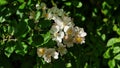 Foliage and flowers of Rosa multiflora. Royalty Free Stock Photo