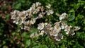 Foliage and flowers of Rosa multiflora. Royalty Free Stock Photo