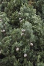 Cupressus sempervirens close up Royalty Free Stock Photo