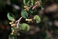 Foliage and fruits of a Cotoneaster granatensis Royalty Free Stock Photo
