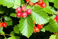 Dwarf whitebeam Royalty Free Stock Photo