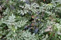 Foliage and fruits of Mahonia aquifolium
