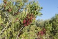 Foliage and fruits of Mastic tree, Pistacia lentiscus Royalty Free Stock Photo