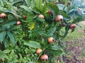 Branches with fruits of Mespilus germanica. Royalty Free Stock Photo