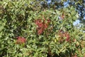 Foliage and fruits of Terebinth, Pistacia terebinthus Royalty Free Stock Photo