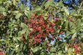 Foliage and fruits of Terebinth, Pistacia terebinthus Royalty Free Stock Photo