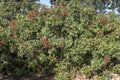 Foliage and fruits of Terebinth, Pistacia terebinthus