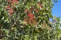 Foliage and fruits of Terebinth, Pistacia terebinthus Royalty Free Stock Photo