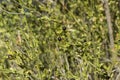 Foliage and fruits of Wild Jasmine