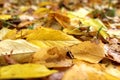 Autumn juicy yellow leaves lie on the ground Royalty Free Stock Photo