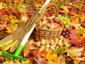 Foliage, gardening gloves, rakes and fruits Royalty Free Stock Photo