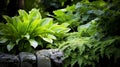 Foliage gardens. Shaded Green Foliage Path in Serene Garden