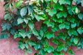 The foliage of a giant grape vine plant, tropical and popular cultivated plant specie in horticulture