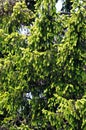 Foliage of golden Norway spruce. txt