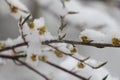 Snow refers to forms of ice crystals that precipitate from the atmosphere & x28;usually from clouds& x29; Royalty Free Stock Photo