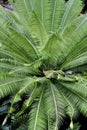 Foliage pattern of tropical palm leaves Royalty Free Stock Photo