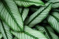 Foliage Green Leaves with White Stripes of Calathea majestica, Zebra Plant as Natural Texture Background