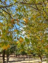 The foliage is green and yellow Morning time In the gardens...