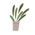 Foliage houseplant in pot. Green leaf house plant growing in flowerpot. Home decor with fresh leaves. Trendy interior