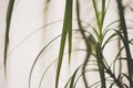 Foliage indoor flower close-up. Thin sharp green leaves of draca Royalty Free Stock Photo