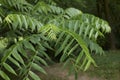 Foliage of Juglans nigra tree Royalty Free Stock Photo