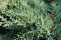 Foliage of Juniperus squamata with rain drops in December Royalty Free Stock Photo