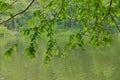 Foliage of large Dawn Redwood High Park overhanging Grenadier Pond spring Royalty Free Stock Photo