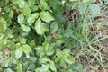 Foliage leafts grass bud