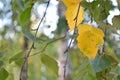 Foliage leaves of birch out of the focus with bokeh effect