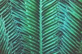 Foliage Leaves of Gum Palm, Dioon spinulosum Dryer, in Dark Blue Green Tone Color as Natural Abstract Pattern Background Royalty Free Stock Photo