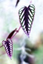 Foliage leaves of the plant Rex Begonia VineCissus discolor Cissus javana at Singapore Botanical Garden Family: Vitaceae Royalty Free Stock Photo